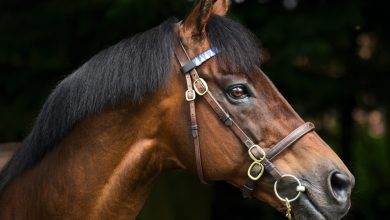 Godolphin hits 1.8 million Gns for Dubawi Colt at Tattersalls