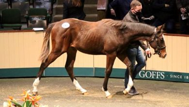 Record price of the day for Mehmas Colt at Goffs November