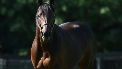 Uncle Mo Filly had her 'rising star' moment