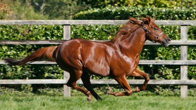 Champion Racehorse, Sire Pivotal Dead