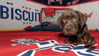 Ranking the best team dogs of the NHL