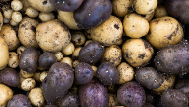 Easily learn how and when to harvest potatoes