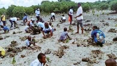 African Youth Are Getting Paid to Fight Climate Change by Restoring Mangrove Ecosystems