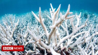 Great Barrier Reef: Australia confirms new mass bleaching event