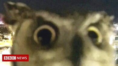 Curious owl checks the weather station's camera