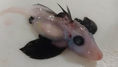 New Zealand: Baby ghost shark discovered off South Island in 'very rare find' | World News