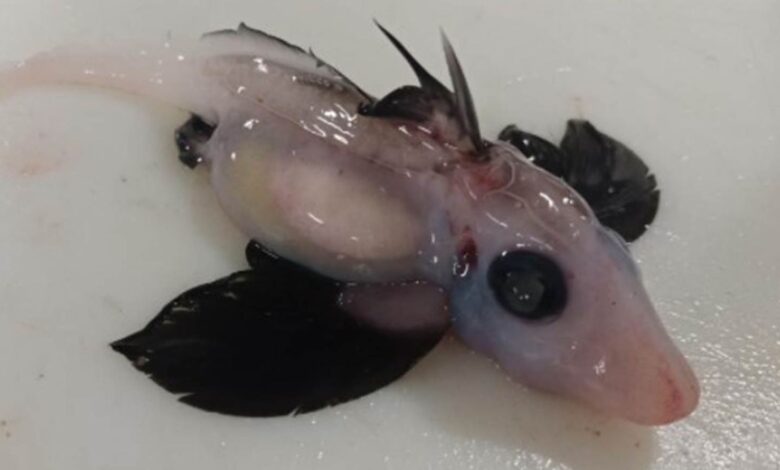 New Zealand: Baby ghost shark discovered off South Island in 'very rare find' | World News