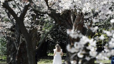 It's cherry blossom season and beautiful photos
