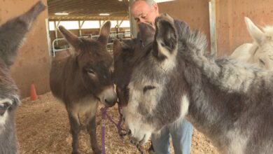 Turtle Valley Donkey Refuge Society reopens to public with new programs - Okanagan