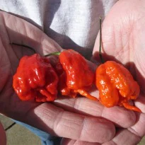 Fastest time to eat Carolina Reaper peppers: American man sets Guinness World Record