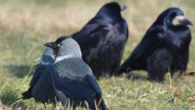 A pair of jackdaws (Corvus monedula) and black crows on a green lawn in summer. Bird flock.