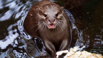 Otters killing expensive pet fish in garden ponds, say Corsham Police in Wiltshire | UK News