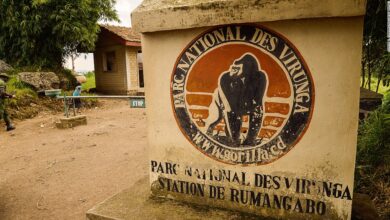 Virunga Park: Oil drilling rights to be auctioned off in critically endangered rainforest region