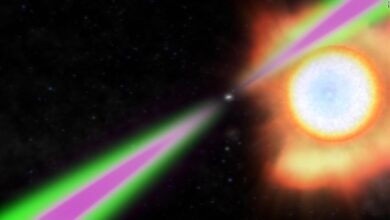 Heaviest neutron star results after devouring companion star