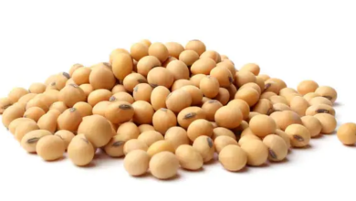 Why Soybeans Should Be Stocked in Your Wardrobe for Children's Meals