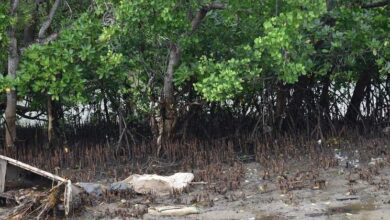 With mangrove conservation, Kenya’s coastal communities plant seeds of sustainable ‘blue growth’ |