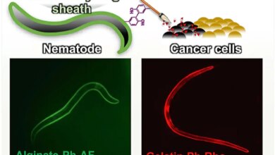 Hydrogel-Based Armour Developed for Worms to Carry Cancer Drugs to Tumours