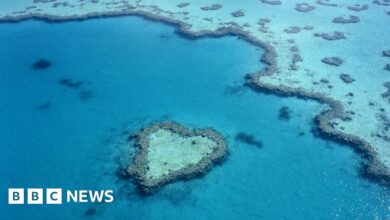 The Great Barrier Reef has record coral cover, but it's very vulnerable