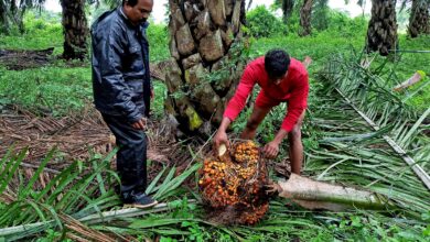 This State Bets Big On Oil Palm To Cut $19 Billion Vegetable Oil Imports