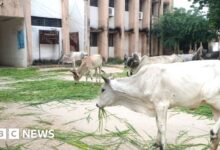 Gujarat: Cows roam freely in the Indian government building in protest