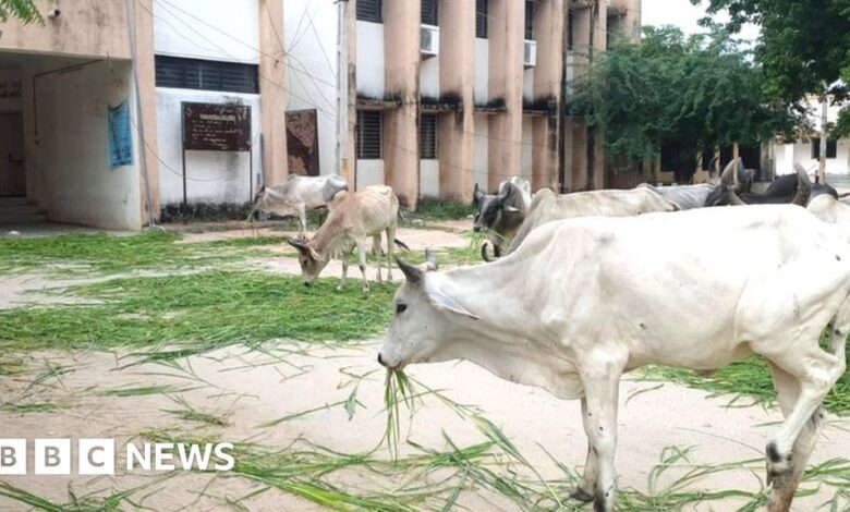 Gujarat: Cows roam freely in the Indian government building in protest