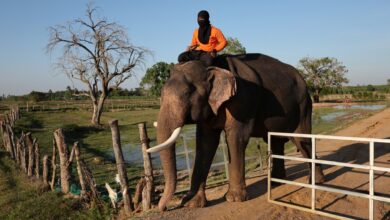 Photos: Thailand’s out-of-work elephants in crisis | Tourism