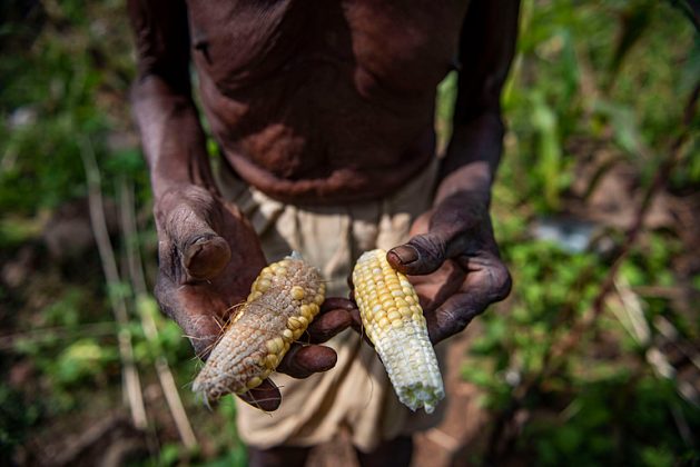 World Food Day 2022 Call to Action as 828M People Go Hungry — Global Issues