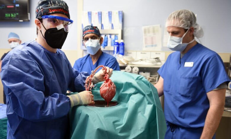 Groundbreaking Pig Heart Transplant for Human Worked Better Than Doctors Hoped