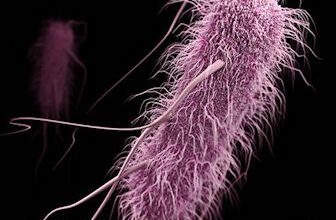 Everyday bacteria on the verge of becoming antibiotic-resistant superbugs