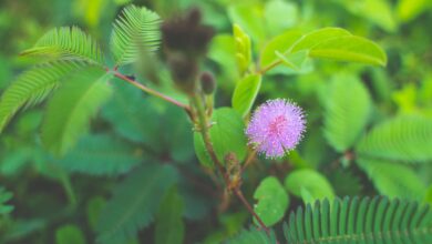 Mimosa Pudica Plant And Its Health Benefits Health & Wellness