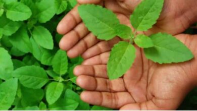 Tulsi leaves protect the body from many health problems Eating 4 leaves daily can have good results