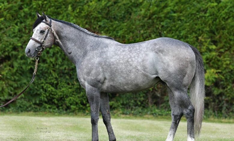 Havana Gray Breeding Right and Durston's sister will be offered at Tattersalls online
