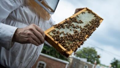 Slovenia's beekeeping tradition is recognized as a world heritage by the United Nations