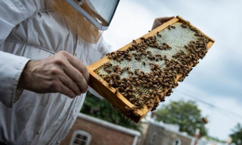 Slovenia's beekeeping tradition is recognized as a world heritage by the United Nations