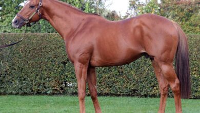 Share in NH Stallion No risk for sale at Arqana online