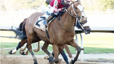 Snapper Sinclair joins research at Purebred Saratoga's McMahon