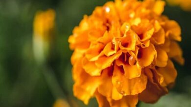 The Benefits of Marigolds To Keep Your Skin Younger Use Marigolds Like This