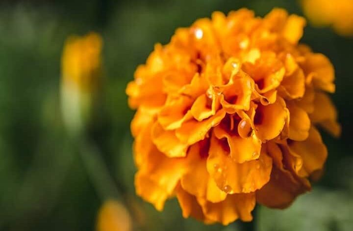 The Benefits of Marigolds To Keep Your Skin Younger Use Marigolds Like This
