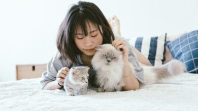 5 fun games to play with your cat