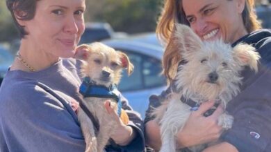 Sarah Paulson and Bestie Amanda Peet introduce their new rescue dogs