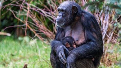 Chester Zoo announces birth of critically endangered Western chimpanzee