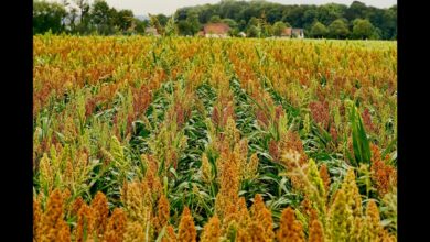 Grains test: Sorghum, India's corn substitute, is gaining ground
