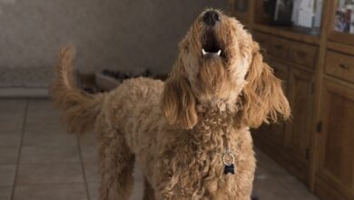 How to stop your dog from barking excessively;  inside expert advice