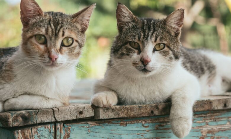 From Bombay cats to Maine Coon cats: 6 of the most popular and cutest cat breeds in India