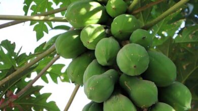 Health Benefits of Papaya Know why living papaya is good for your health