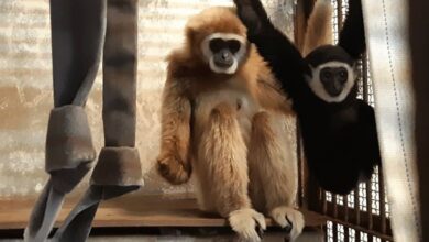 Japanese zookeepers finally know how Momo the gibbon who lived alone had a baby