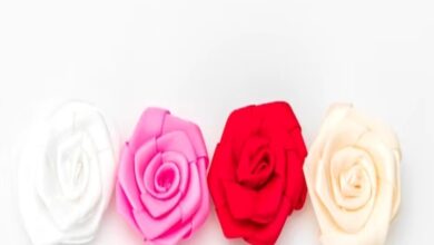 Happy Rose Day 2023 Do You Know The Meaning Of Different Colored Roses Learn Interesting Things