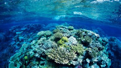 Robots Enter the Race to Save Dying Coral Reefs