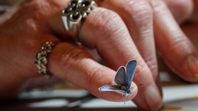 Saving the Palos Verdes blue butterfly was her metamorphosis