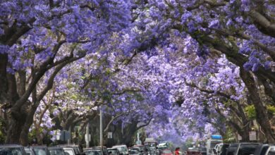 When do jacarandas bloom in Los Angeles?
